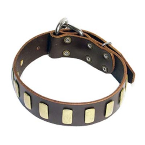 Dog Collars